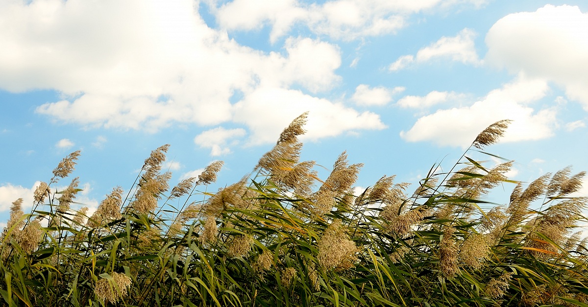 Canne al vento