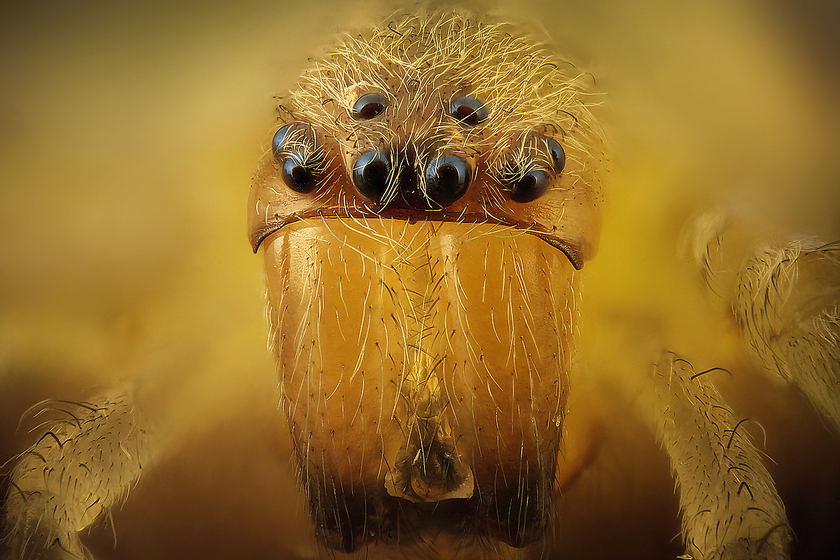 Portrait of arachnid