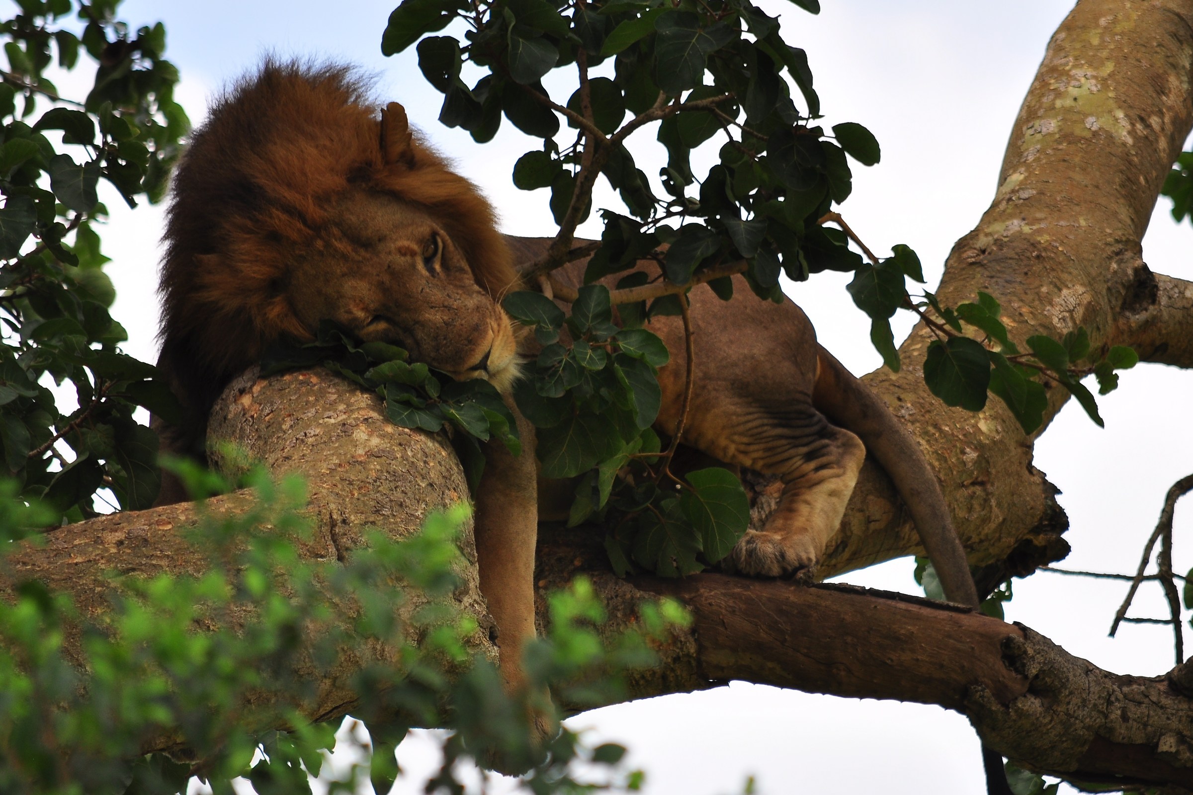 leoni sull'albero -3