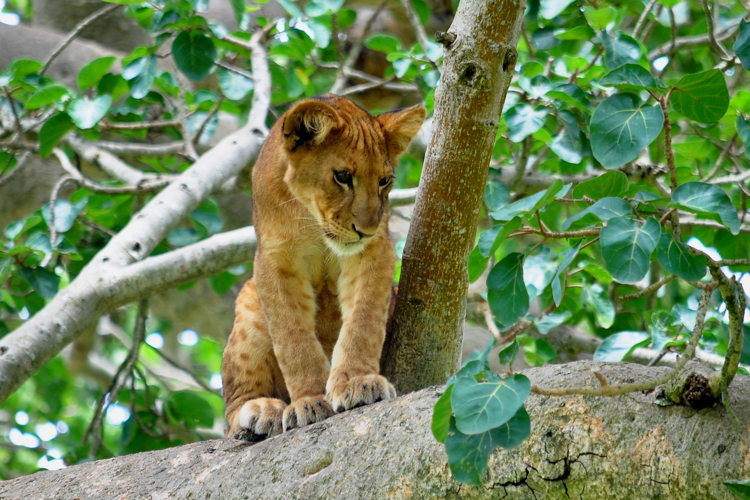 leoni sull'albero -4