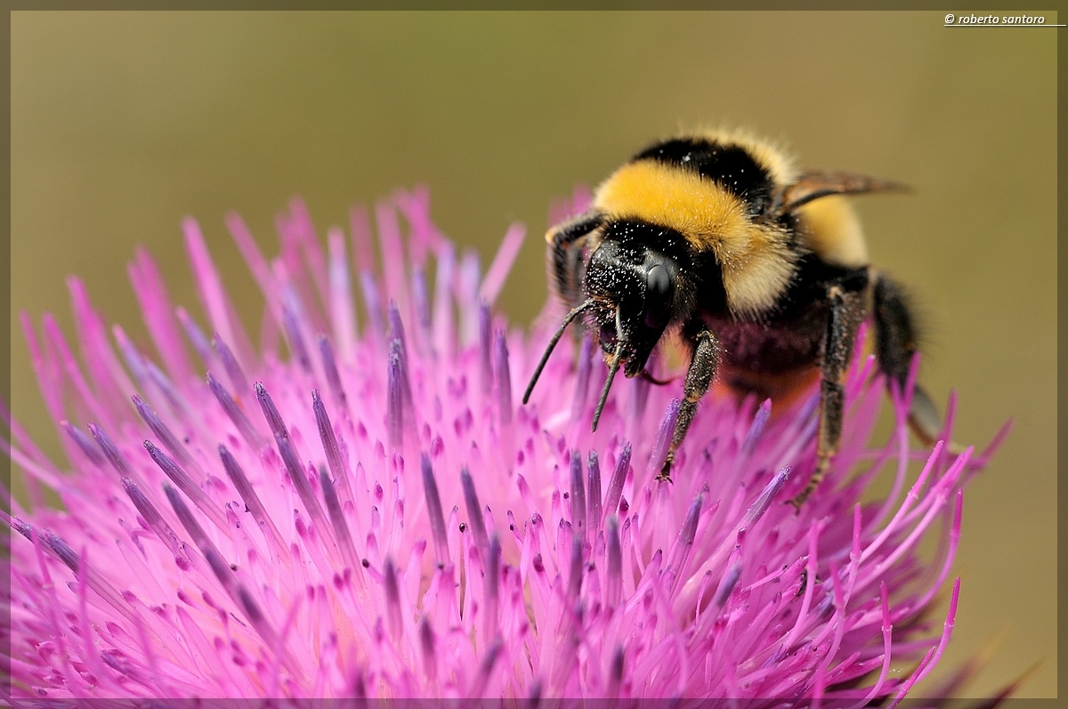Ubriacata di polline
