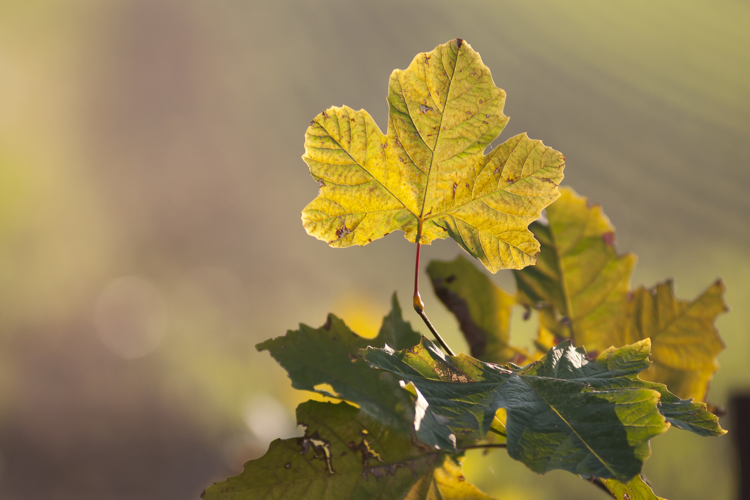 the last sun before falling