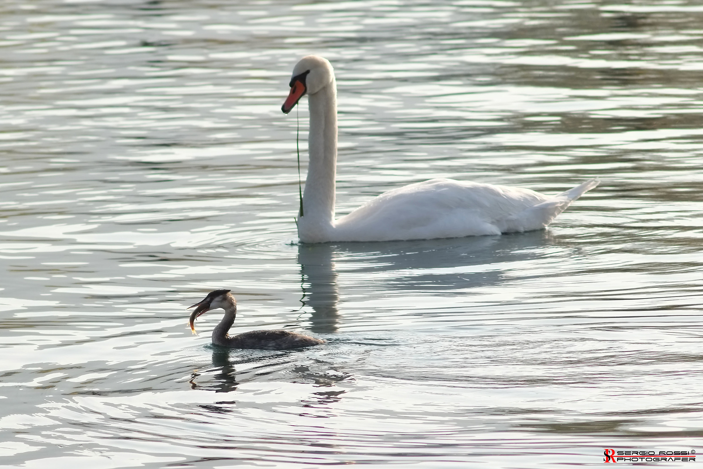 Ingordo (quasi si strozzava per inghiottire il pesce)