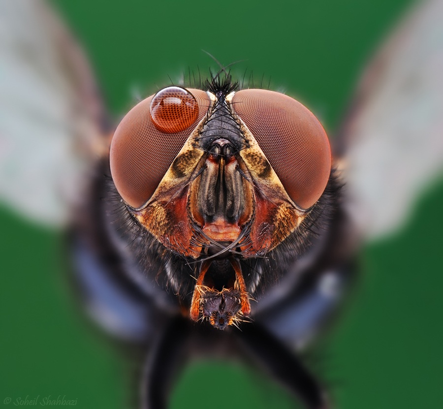 Mosca domestica