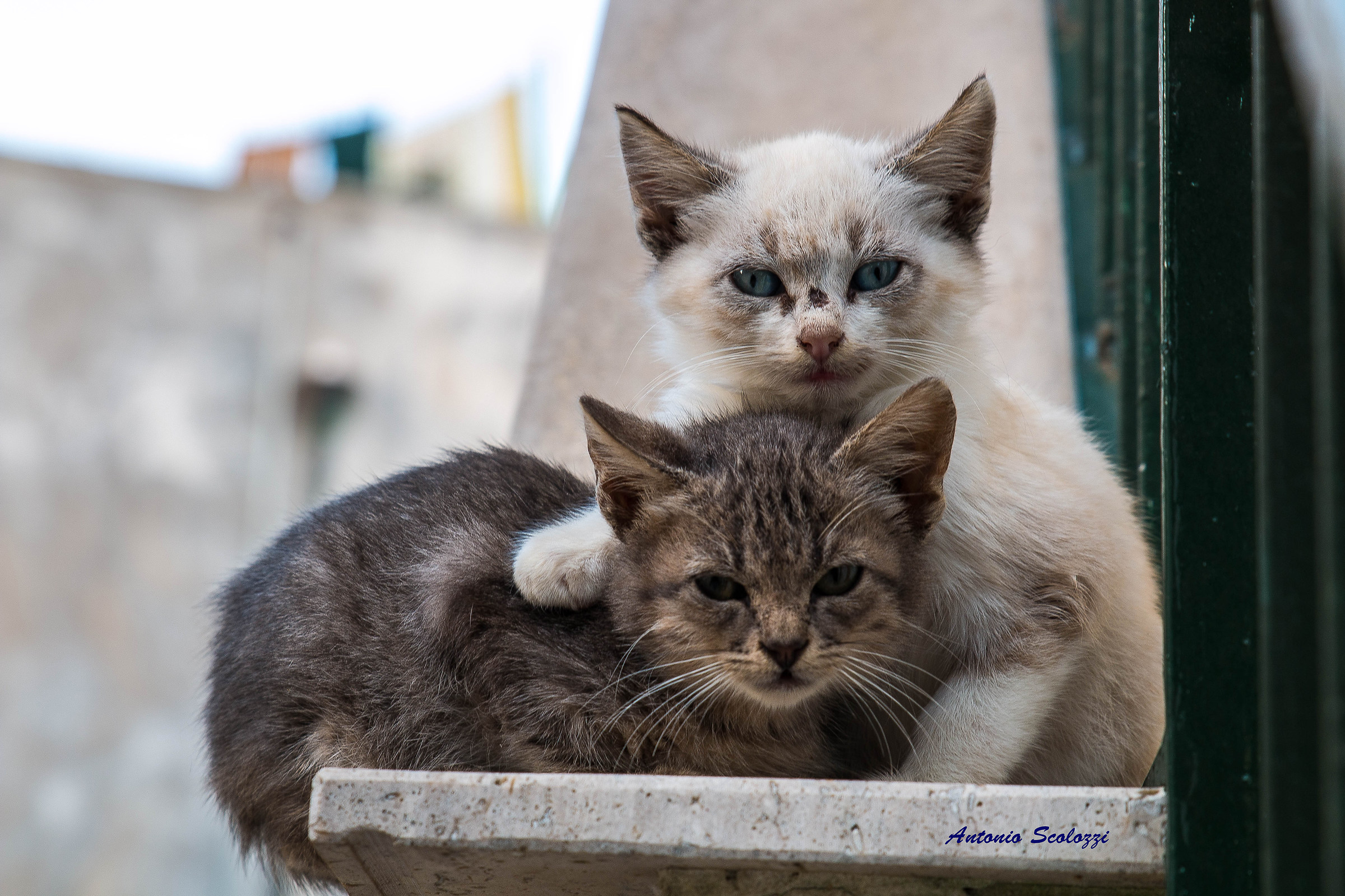 I will never let you down