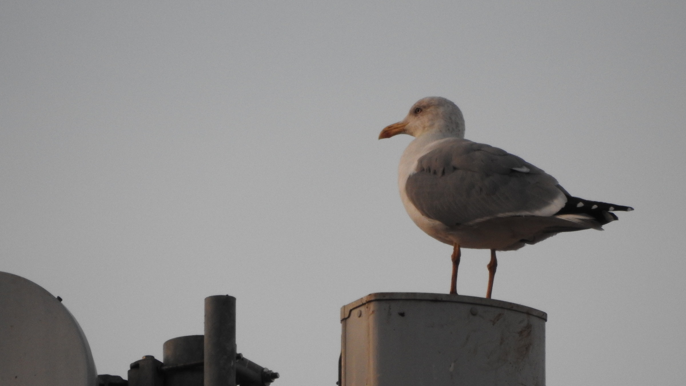 Mhmmm... cosa mangio per cena?