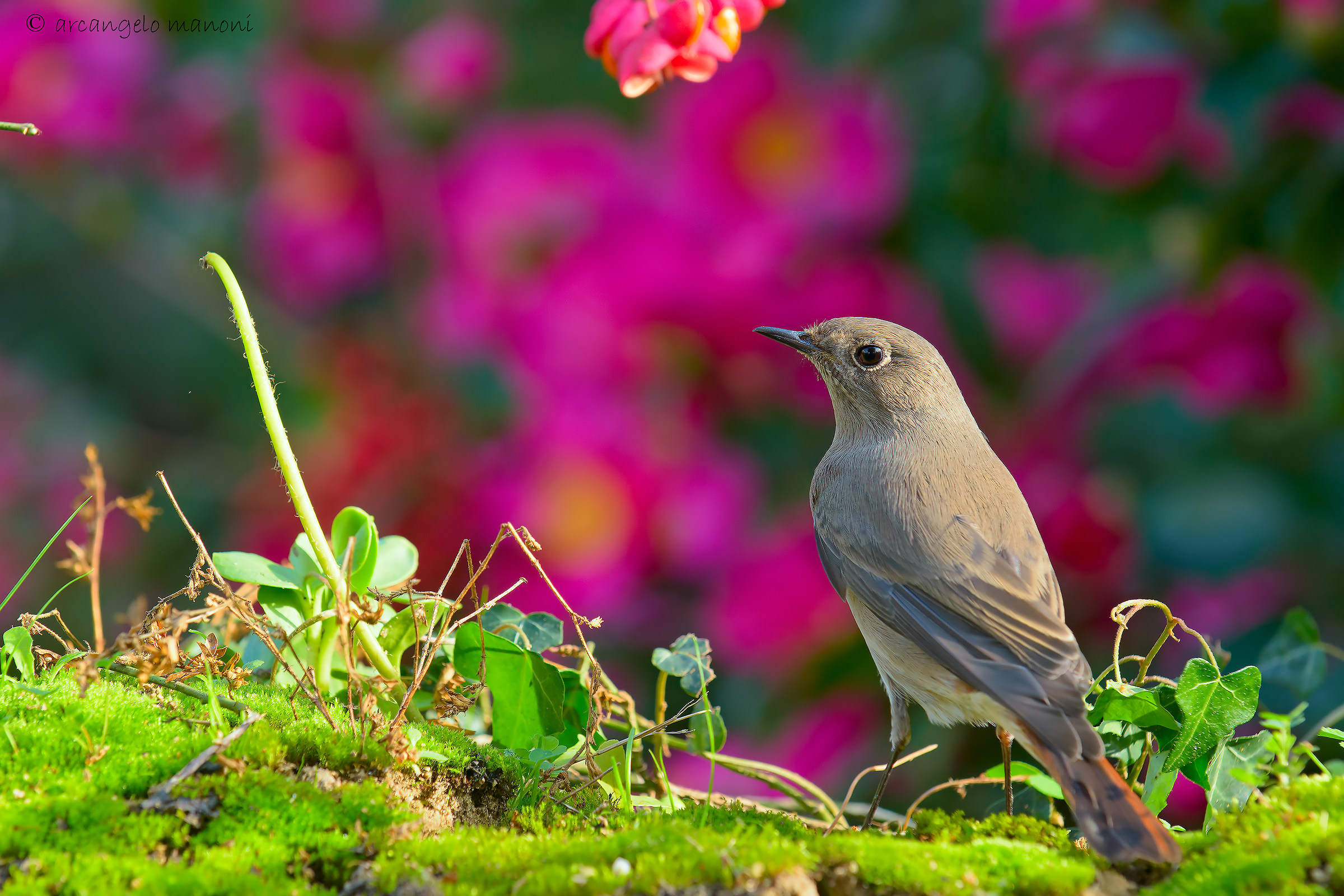 The redstart when the light paints the background