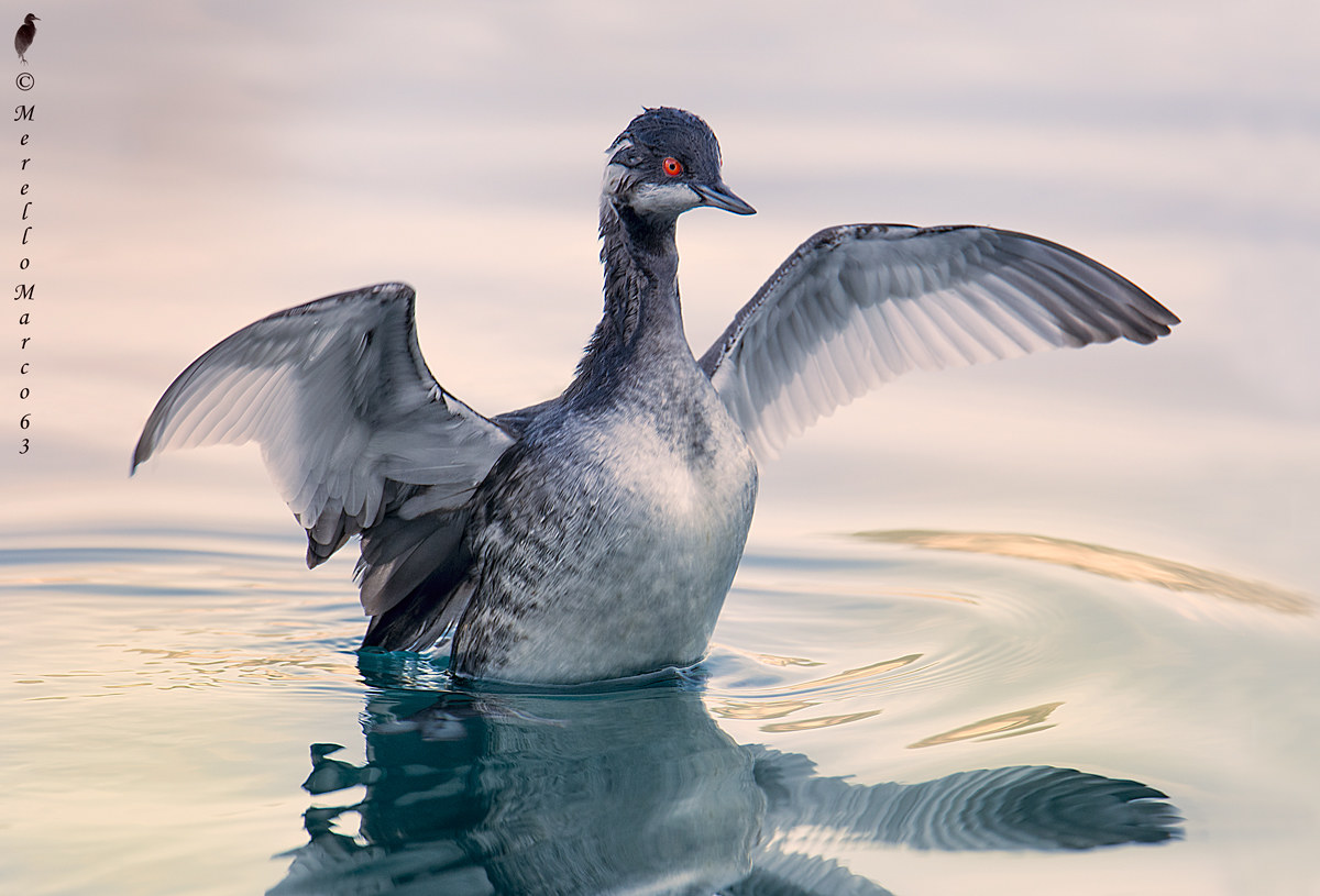 Little Grebe Ali Open Sestri Levante 2015