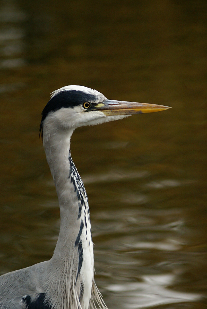 Heron