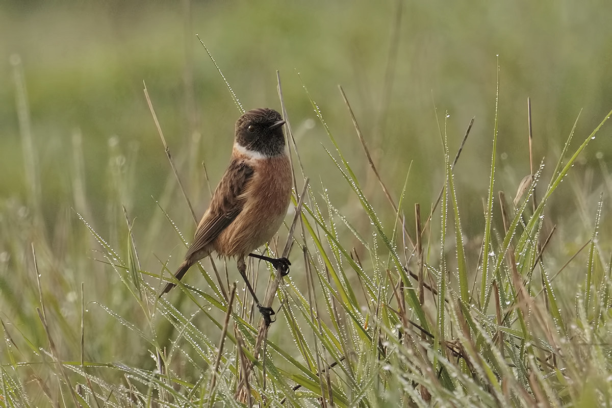 Stonechat