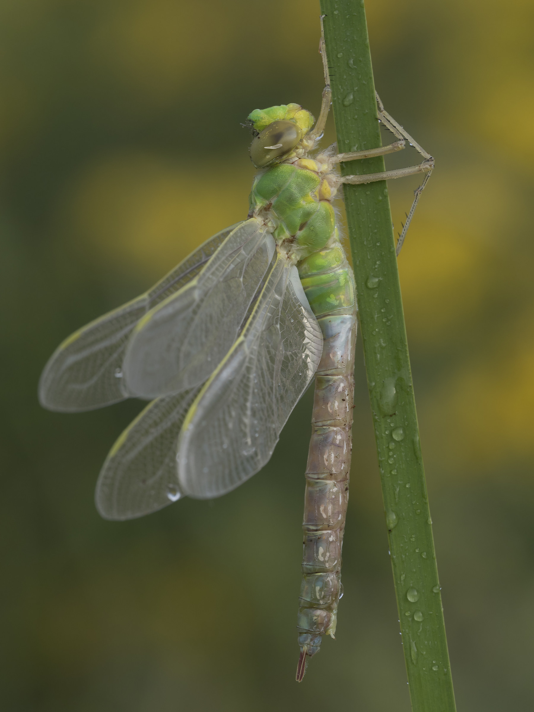 Anax imperator