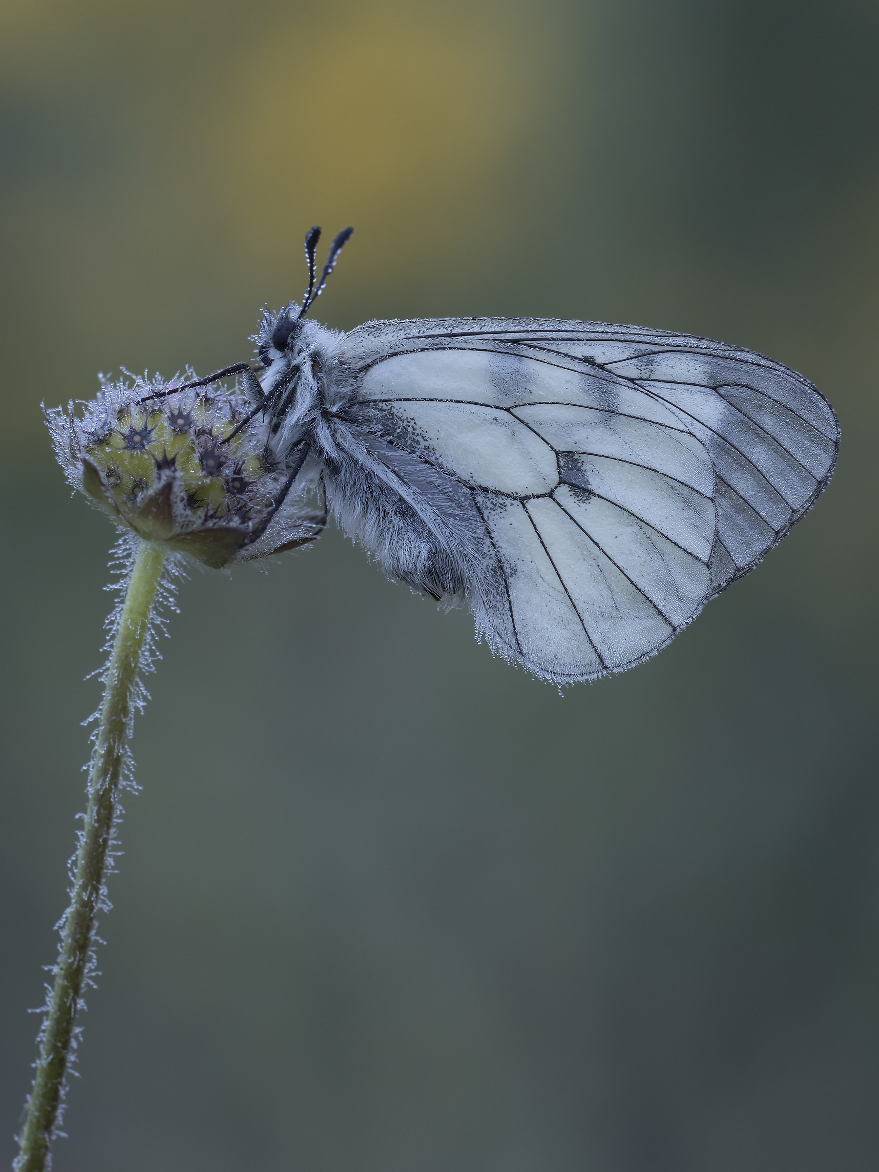 Parnassius mnemosyne