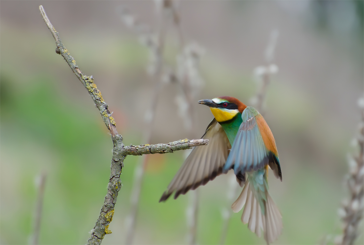 Gruccione in atterraggio