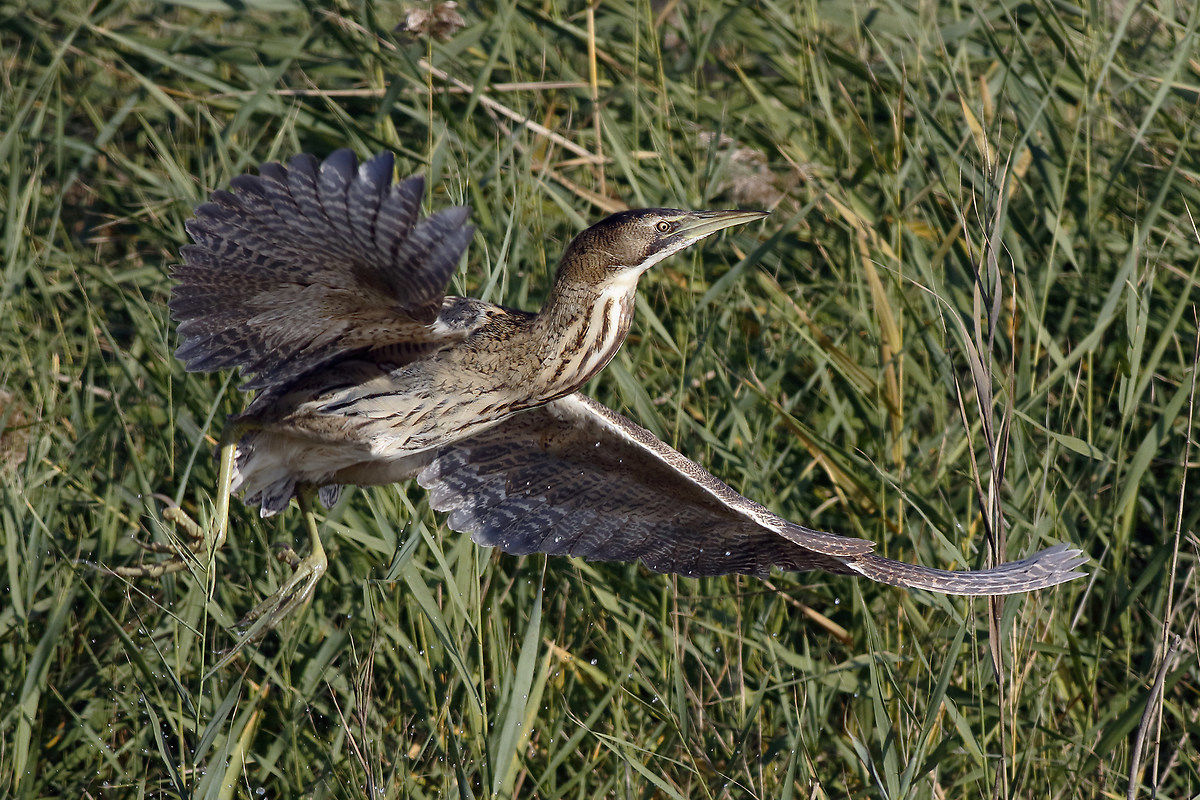 Lo stacco del tarabuso 2