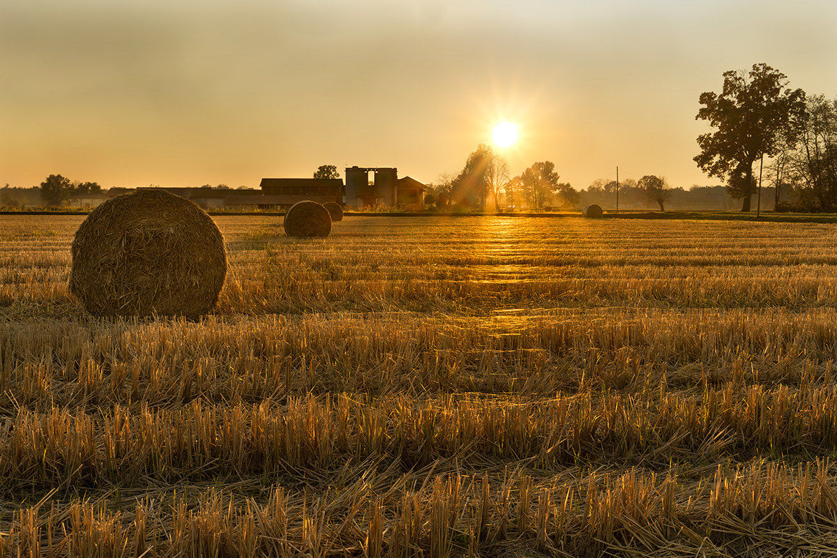 Paddy field in autumn