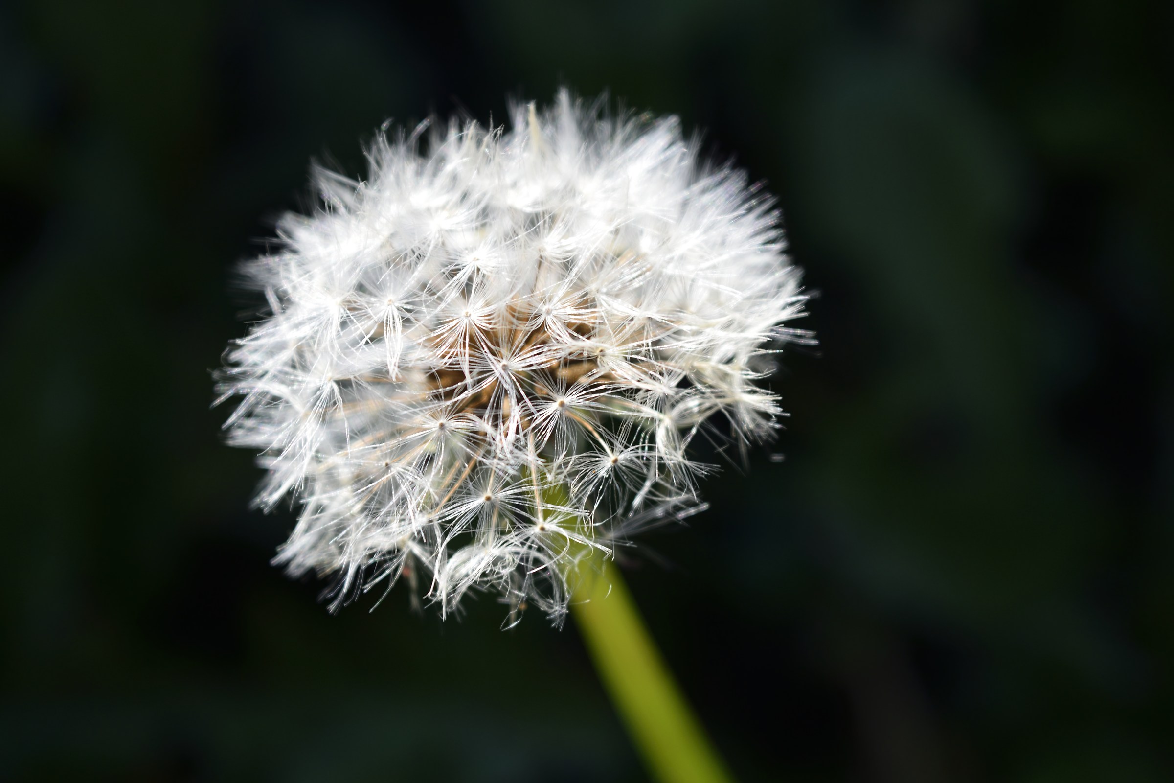 Dandelion