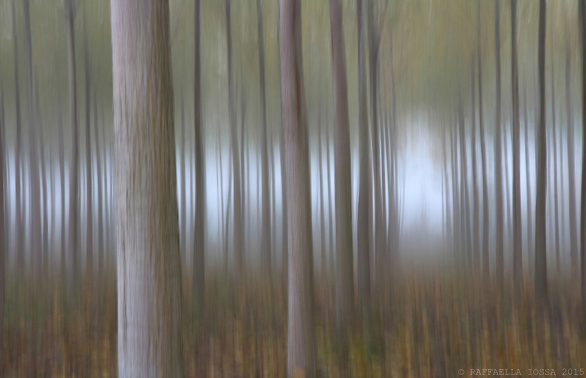 nebbie in val Padana