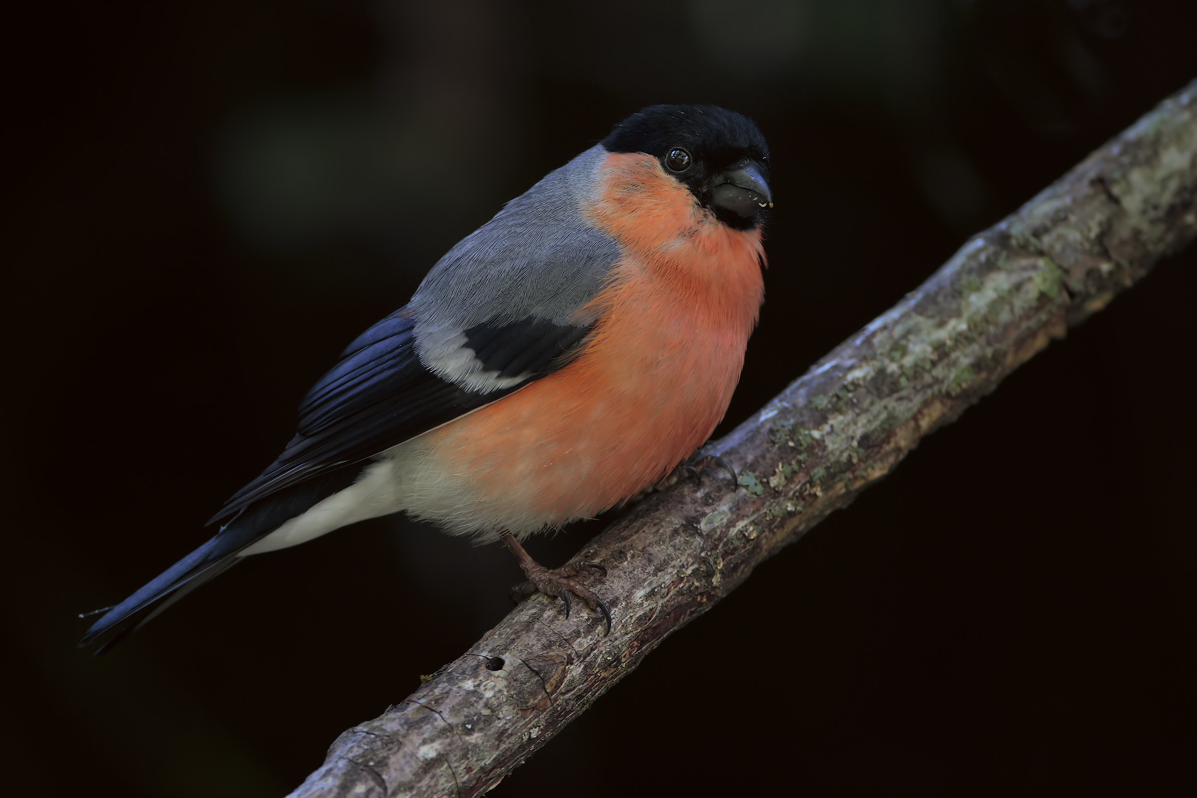 Bullfinch