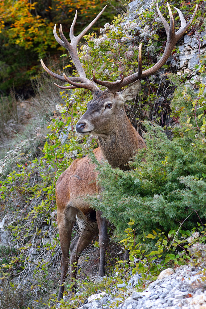 Cervo - Camosciara Abruzzo 20151017