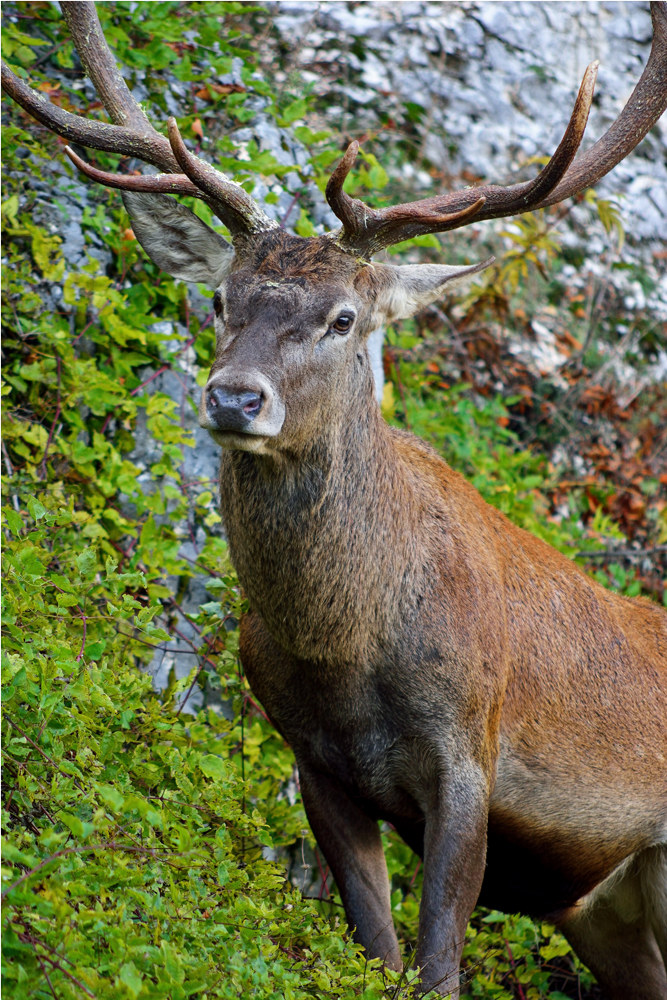 Cervo - Camosciara Abruzzo 20151017