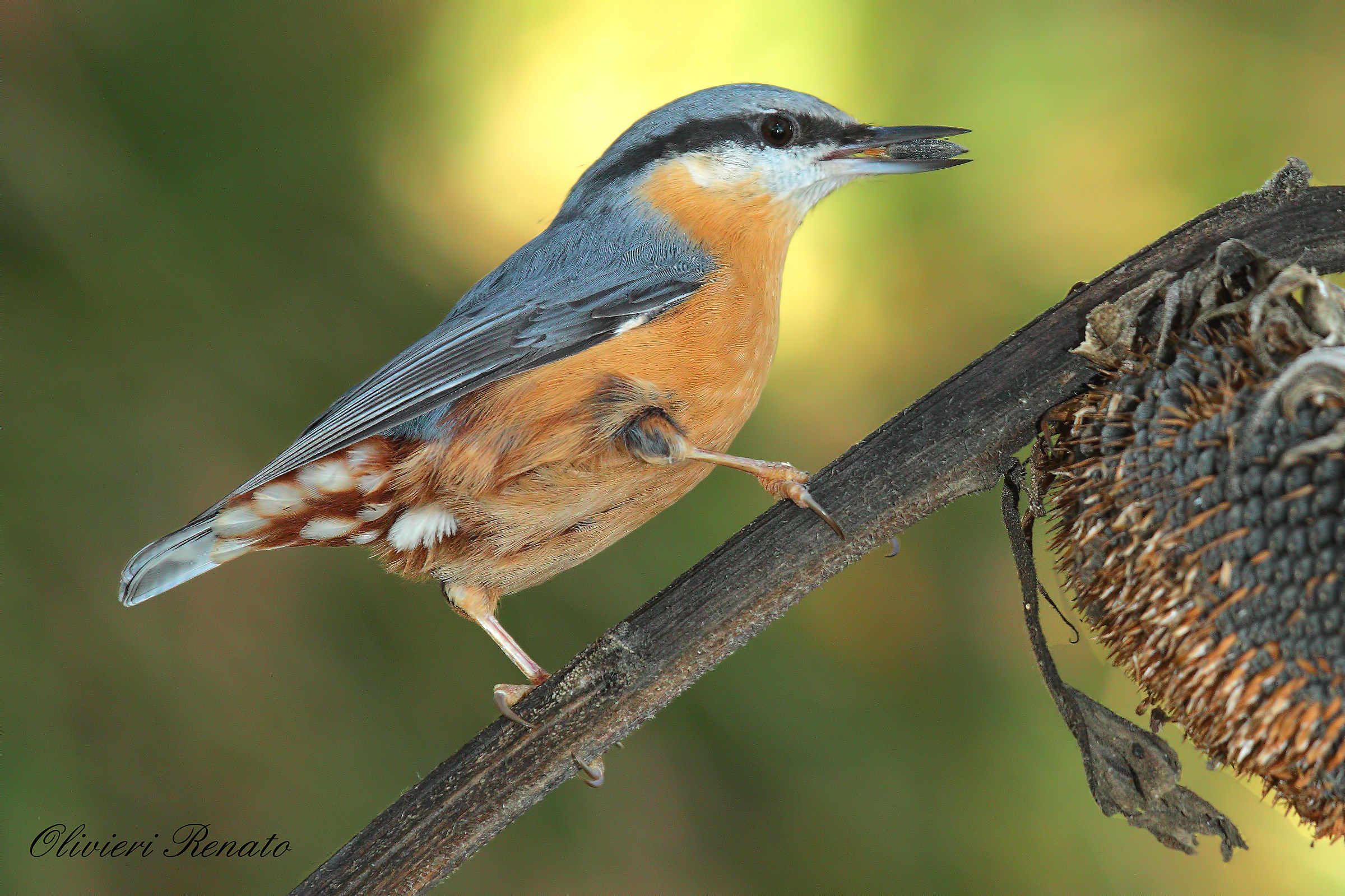 Picchio muratore( Sitta europaea )