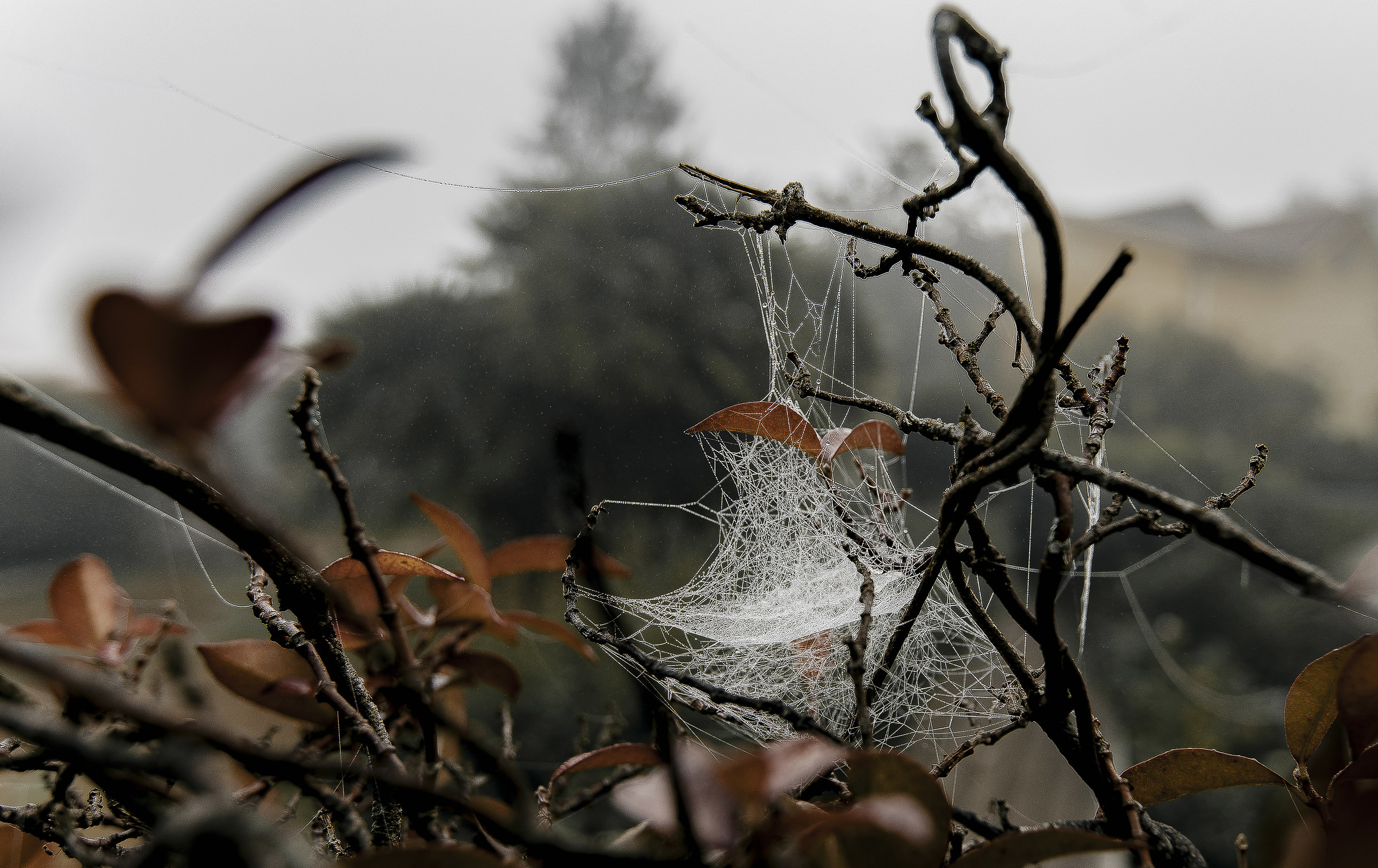 Ragnatela con rugiada