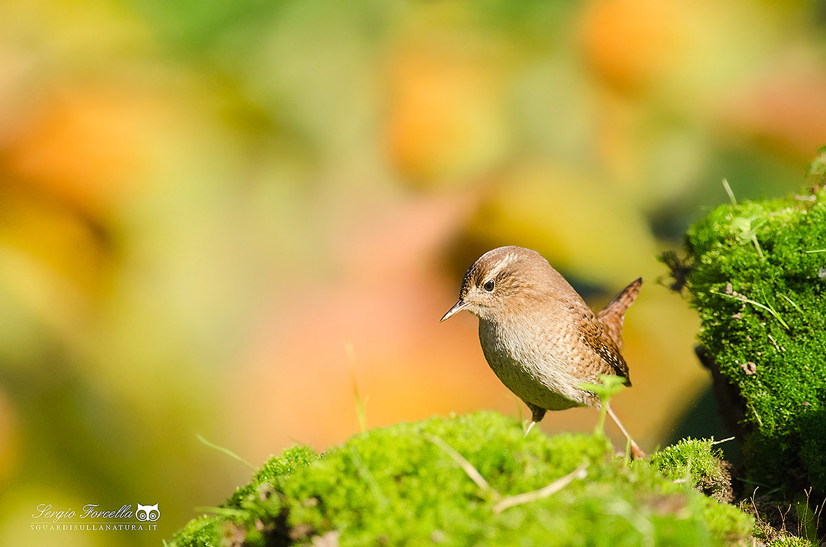 Scricciolo autunnale...