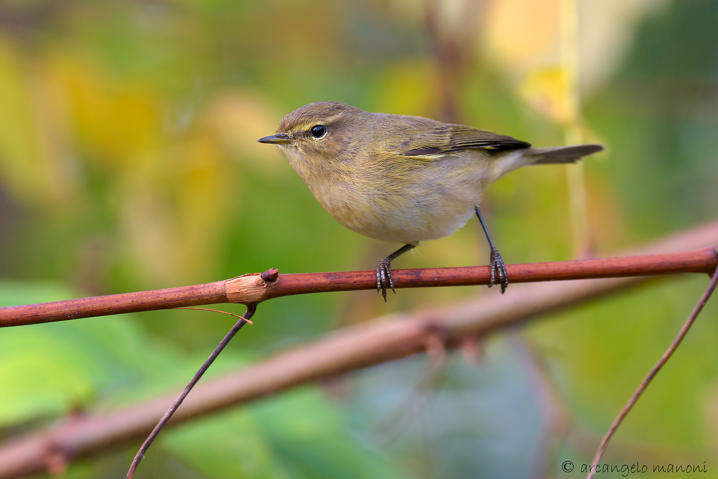 Chiffchaff