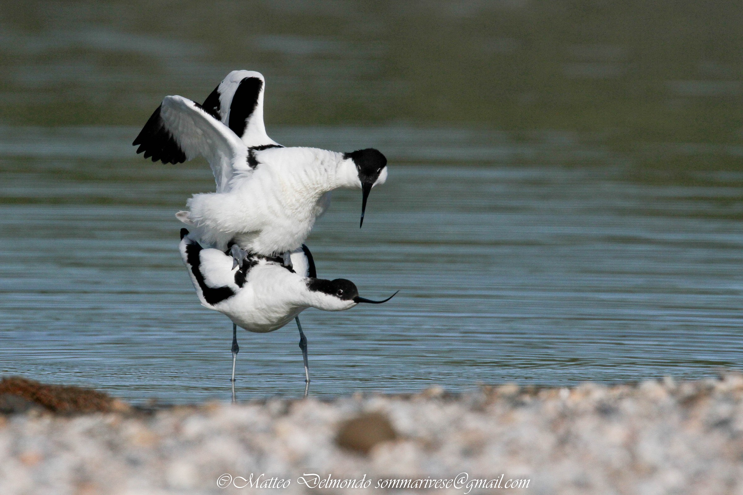 Avocet in coupling