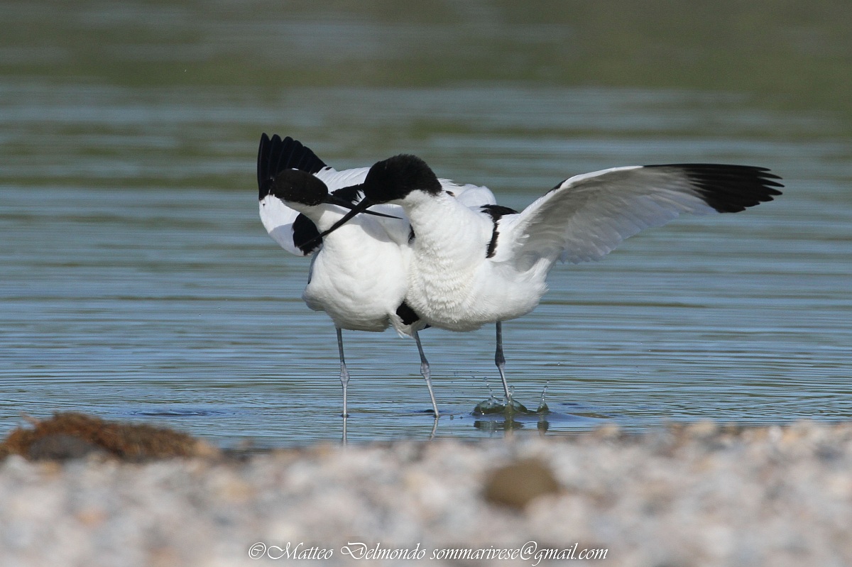 Avocet effusions
