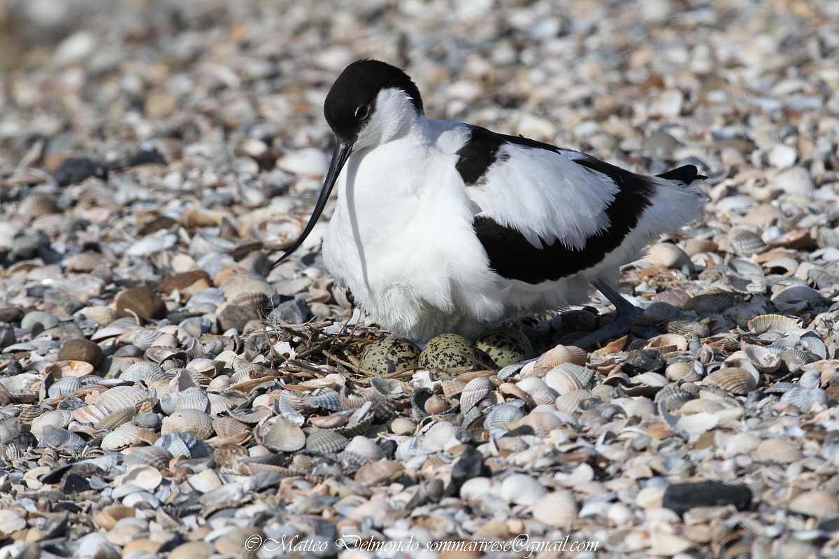 Avocet on Nest