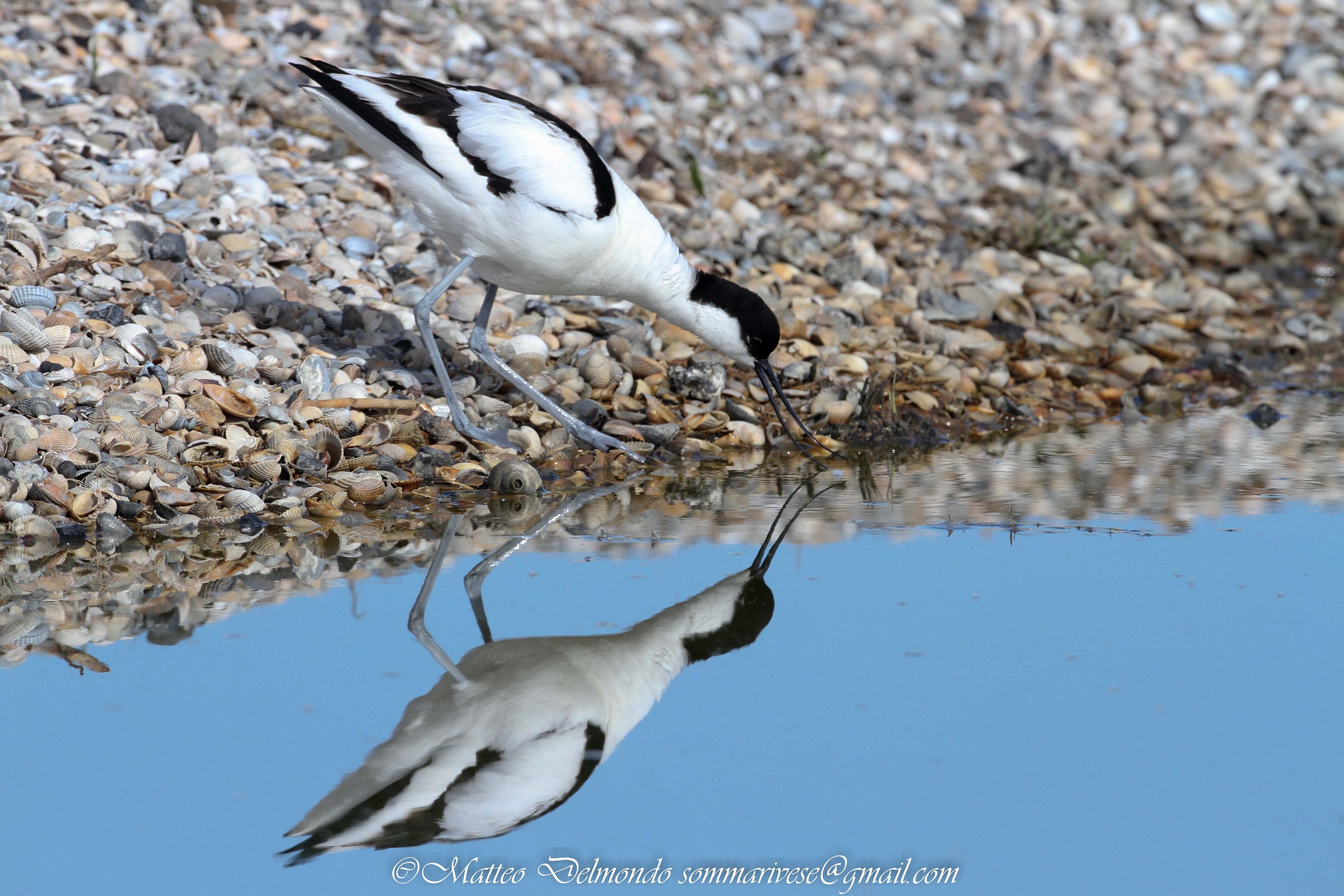 Avocet in water