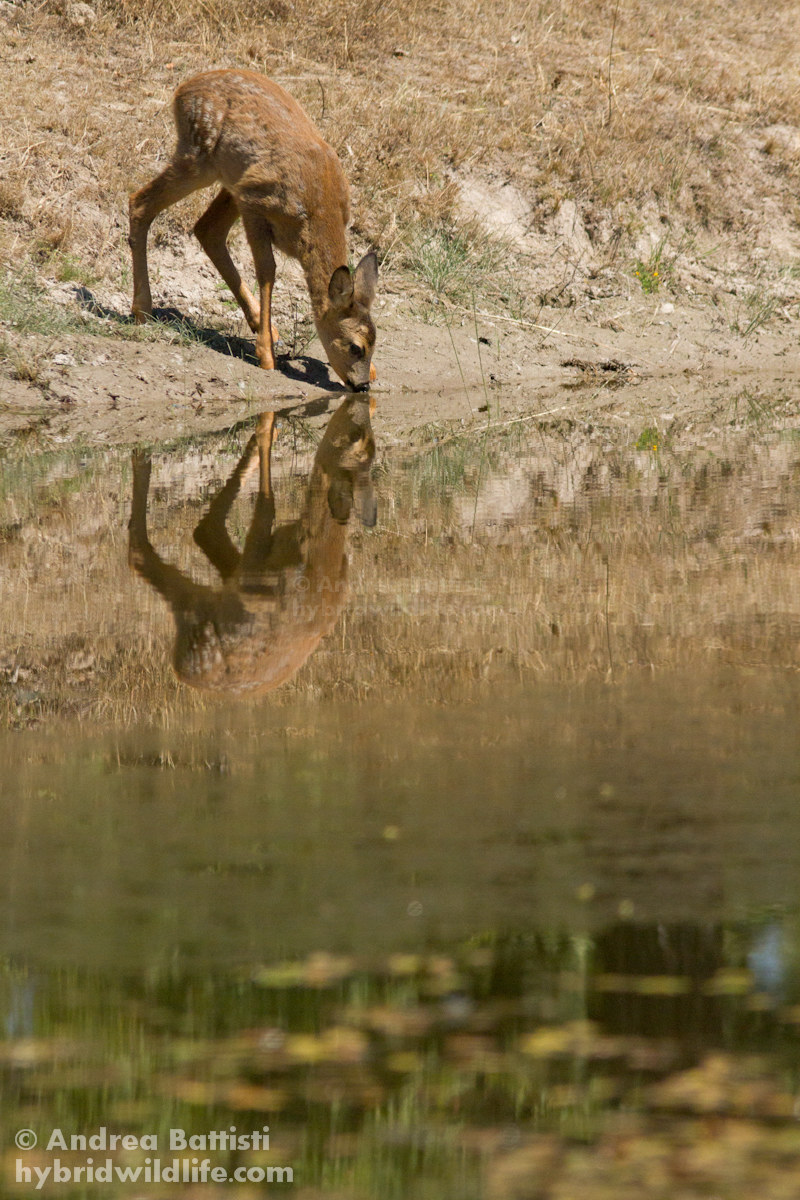 Giovane capriolo in abbeverata