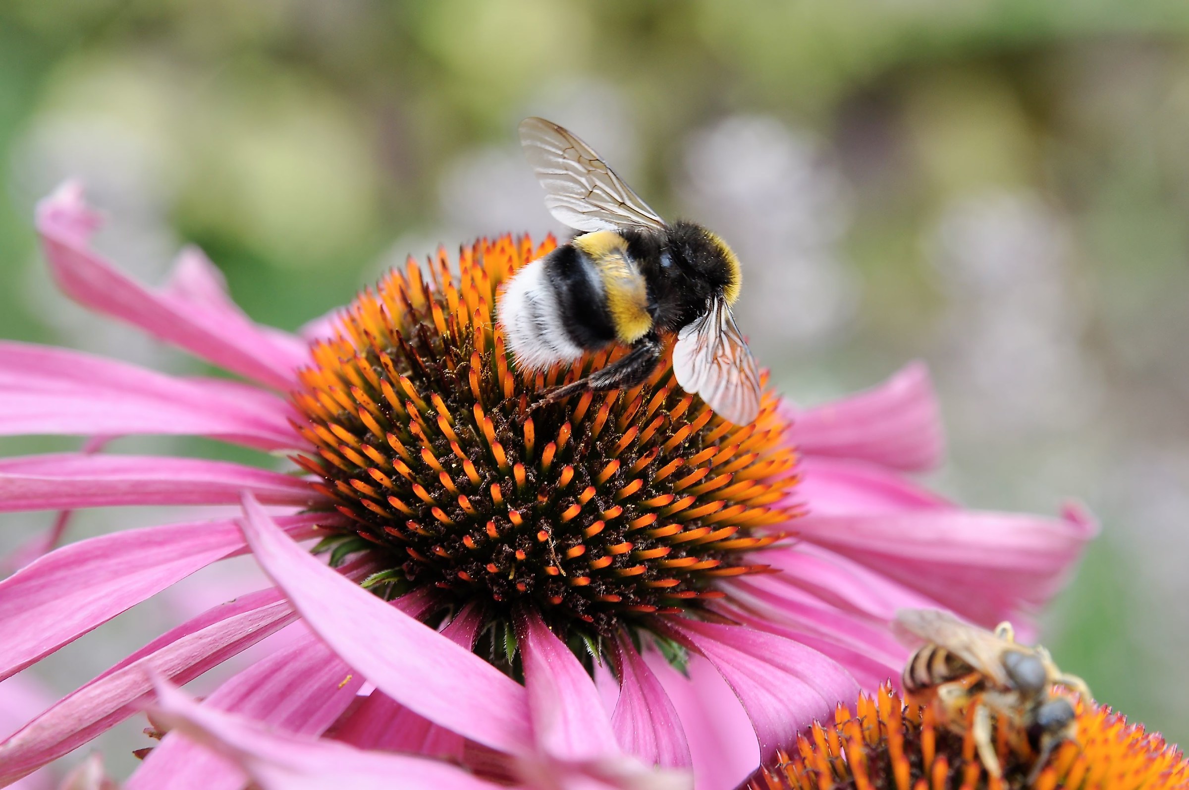 Banquet echinacea