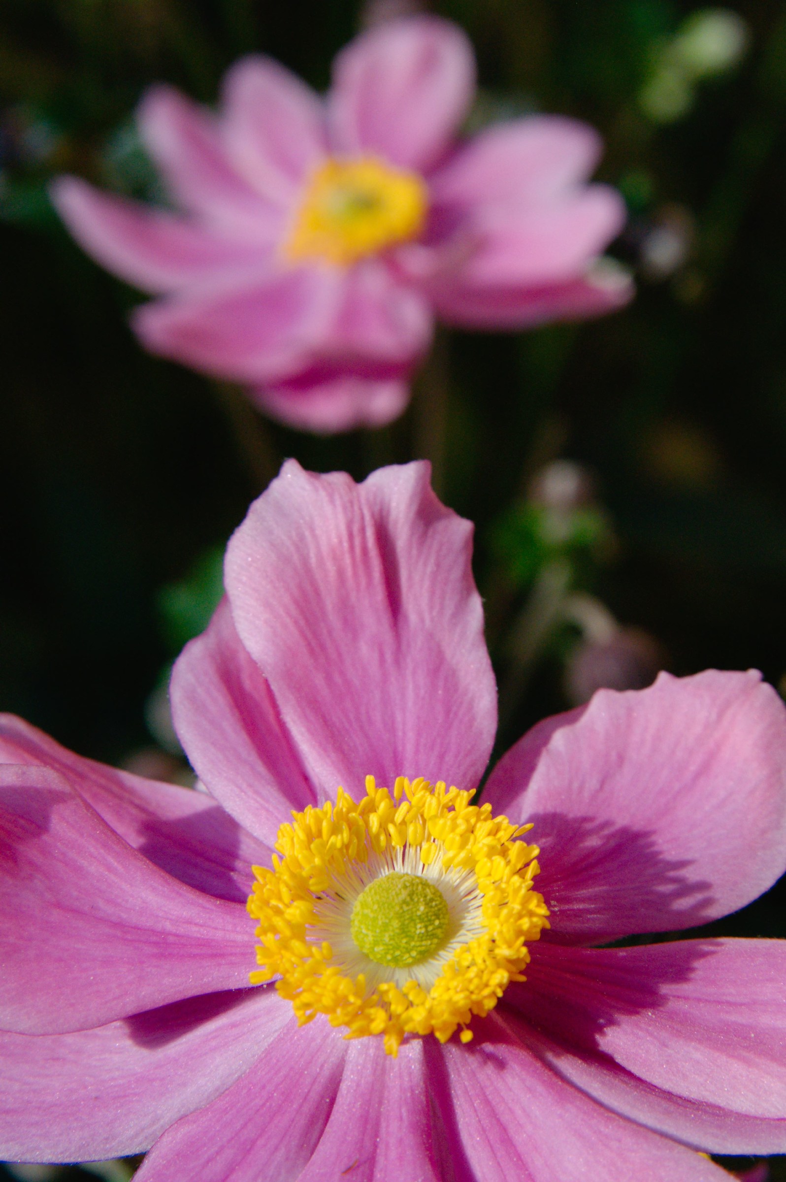 Anemones