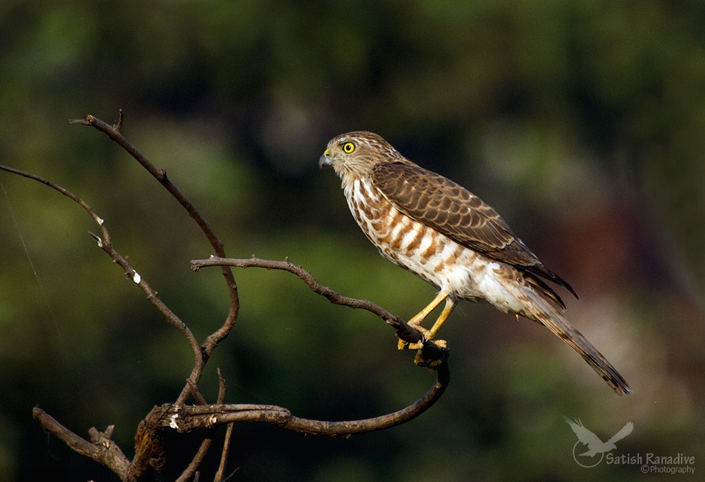 Shikra, juvenile.