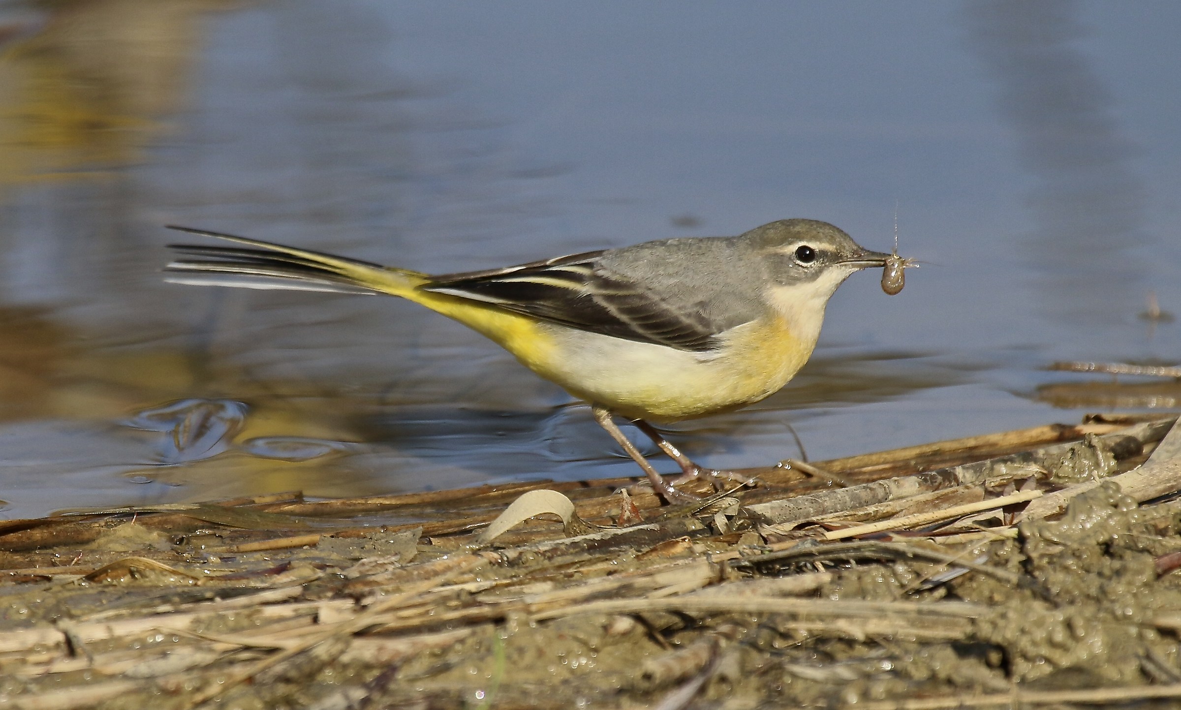 Yellow Wagtail