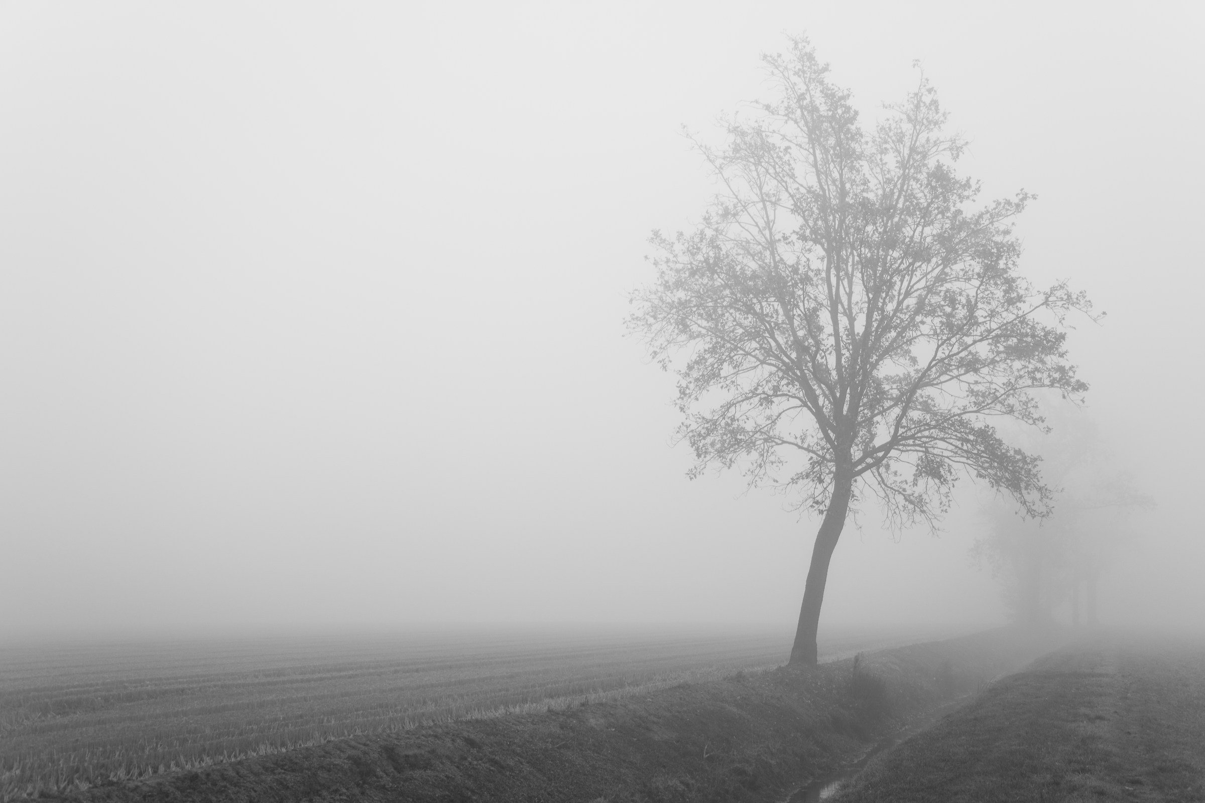 Albero nella nebbia