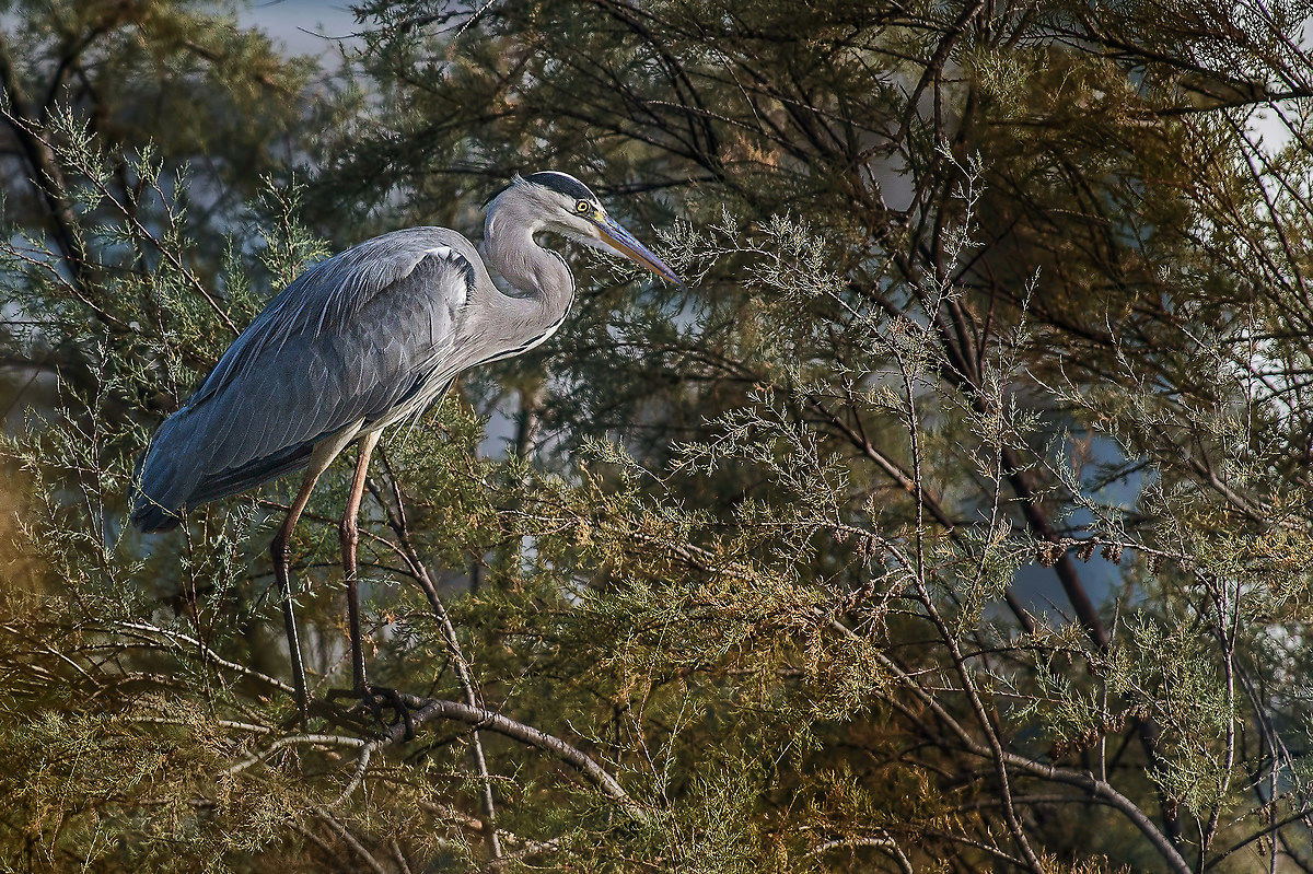heron