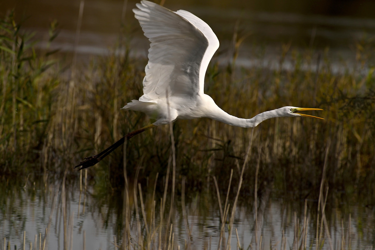 Major White Heron in flight