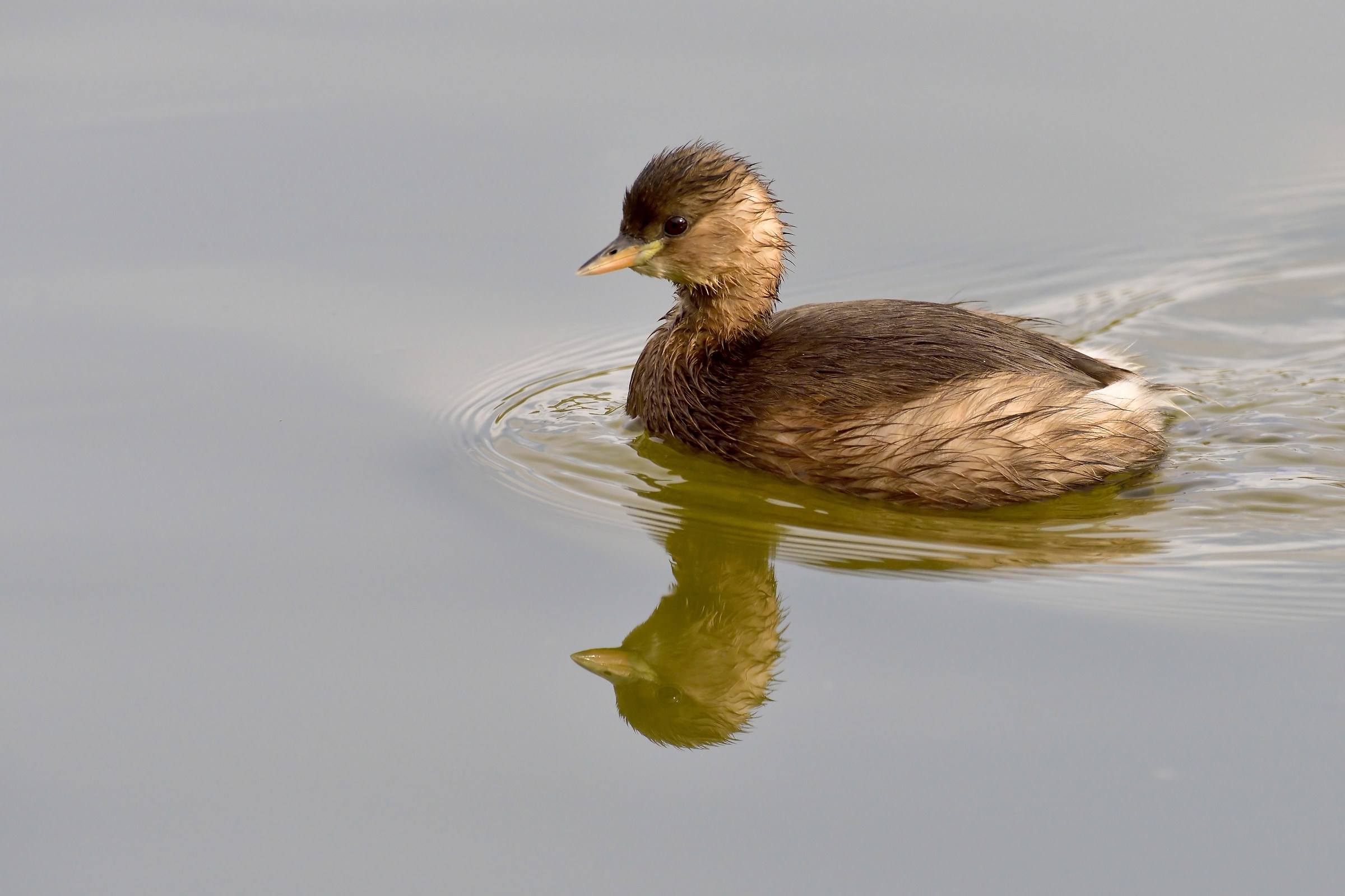 Little Grebe - portrait.