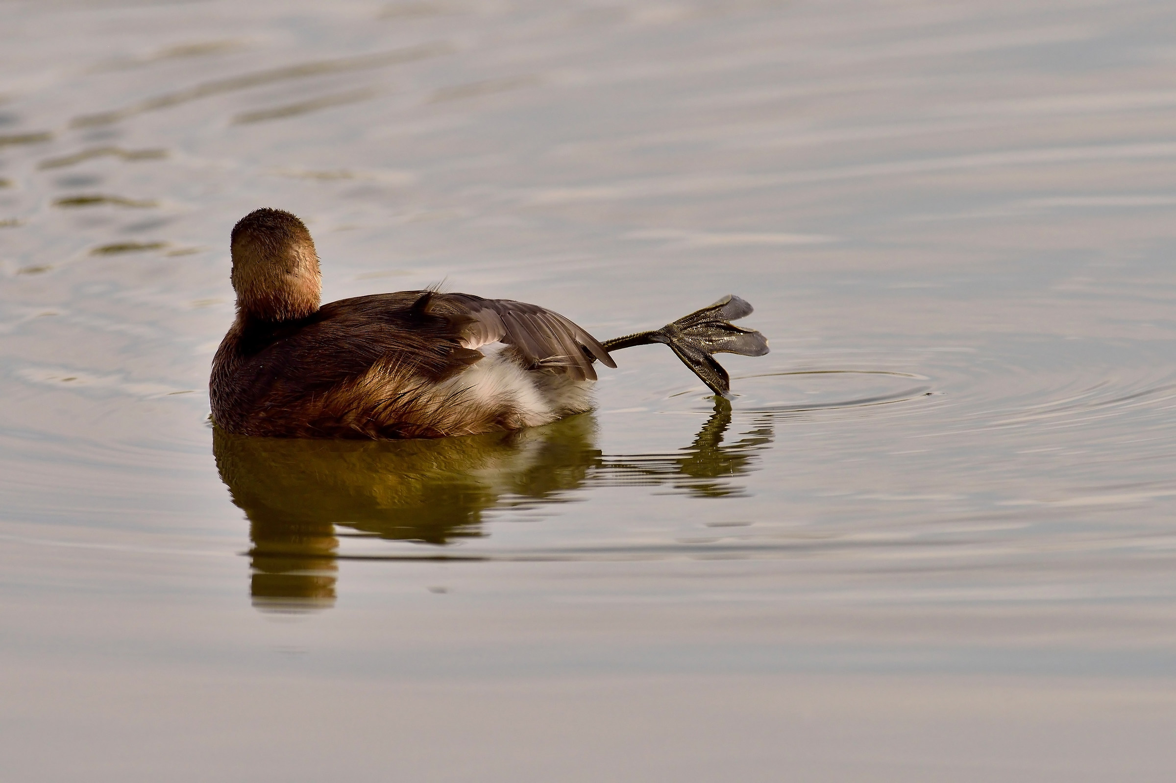 The paw Grebe with tri-shovel thrust.