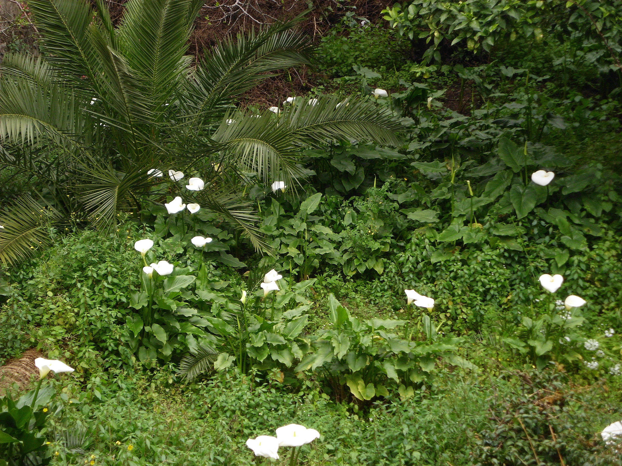 Il giardino delle calle