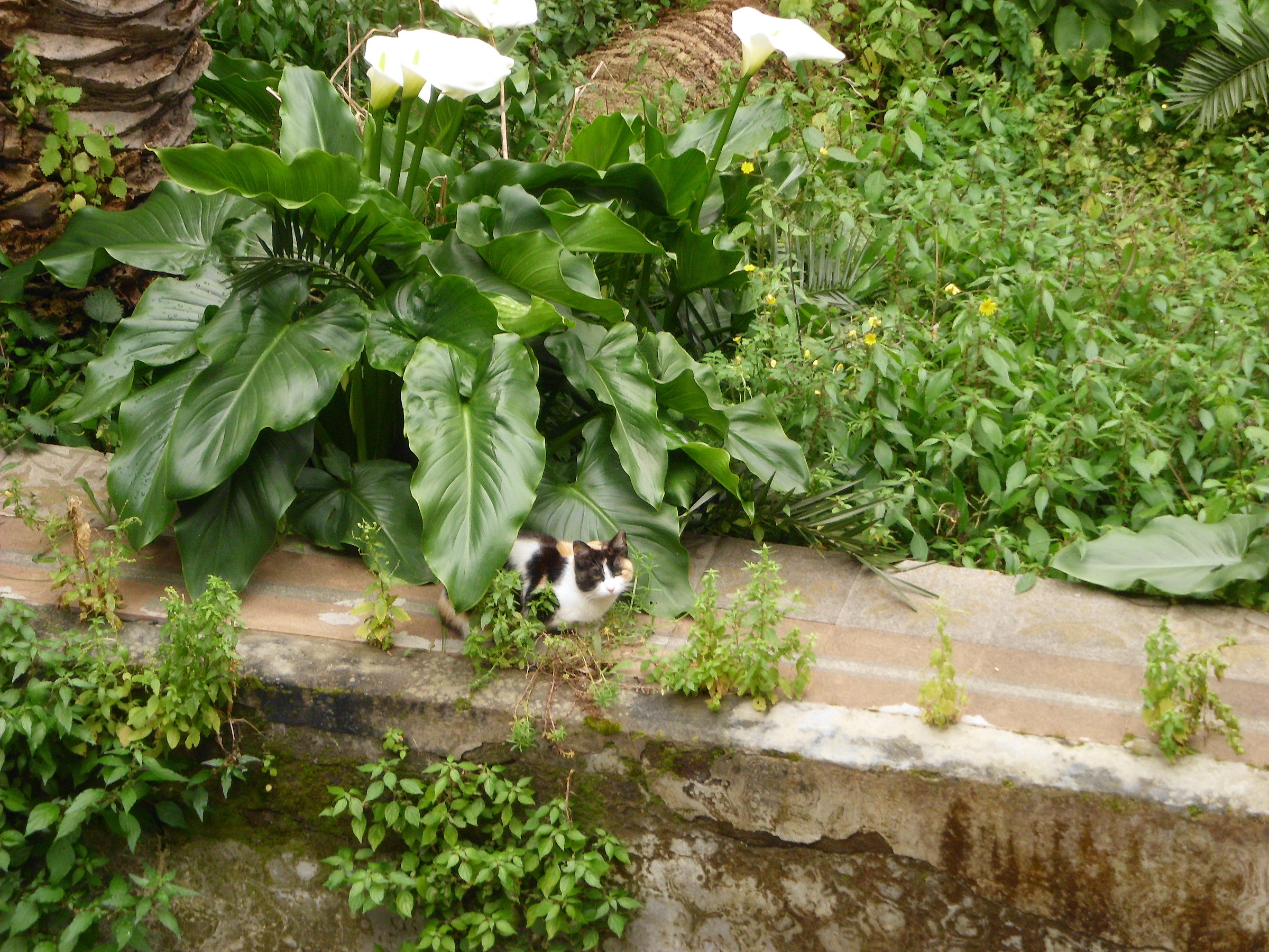 Al riparo della calla