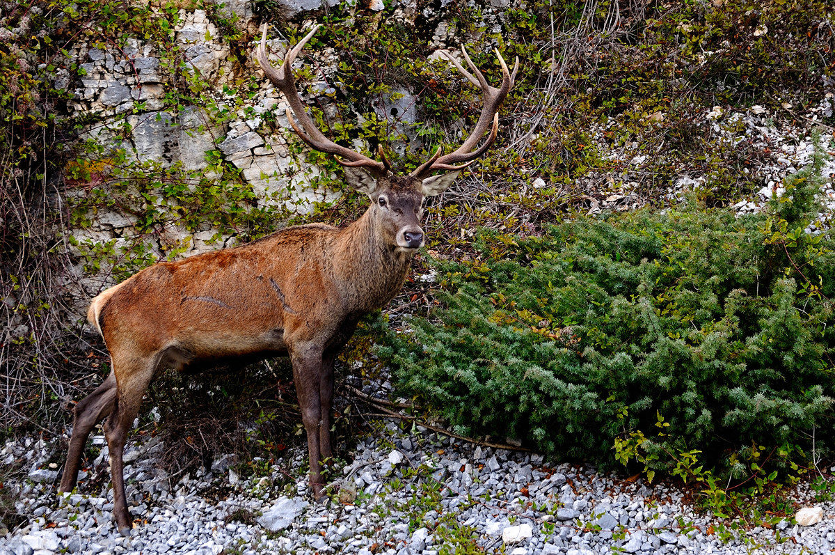 The king of the forest 1