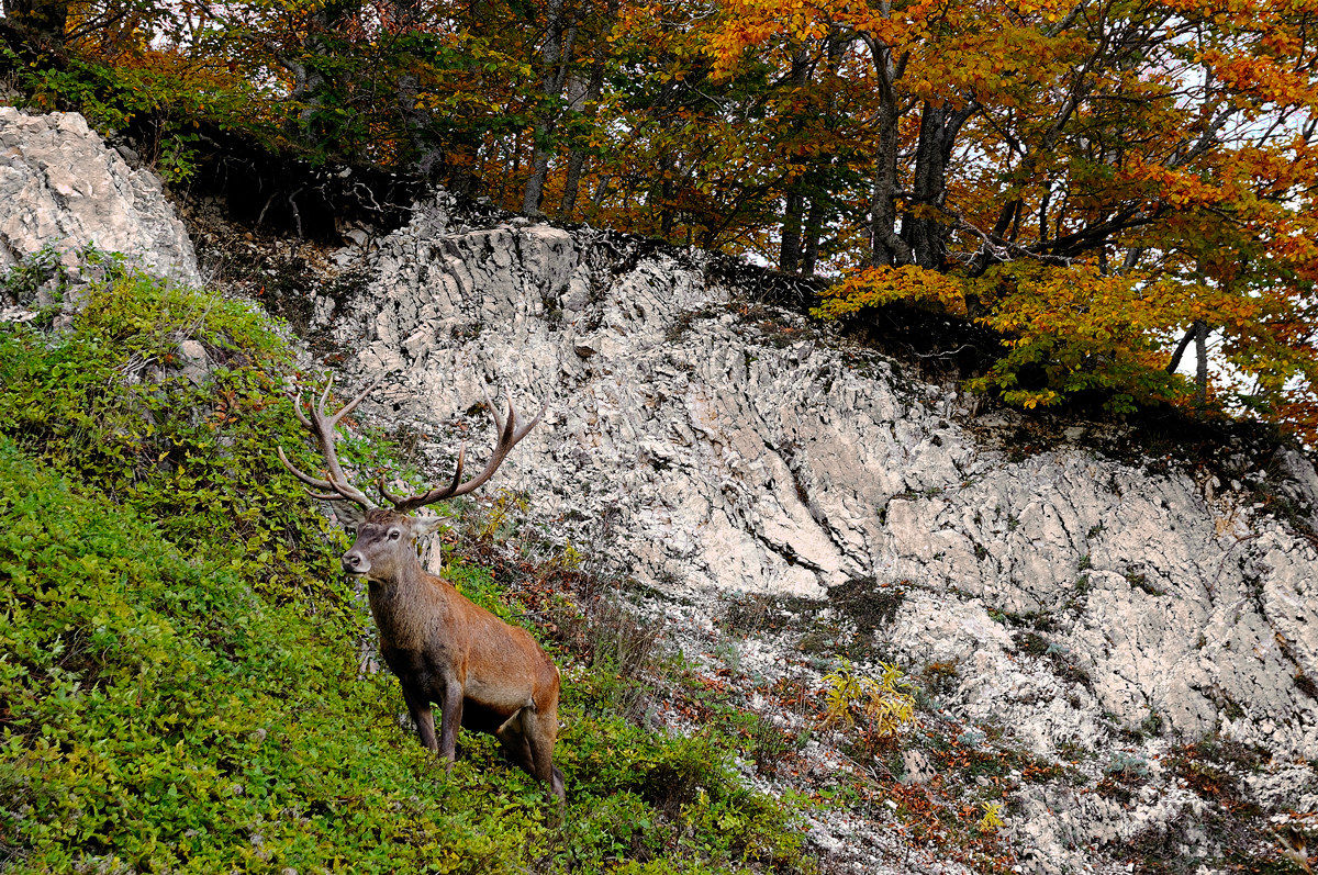 The king of the forest 2