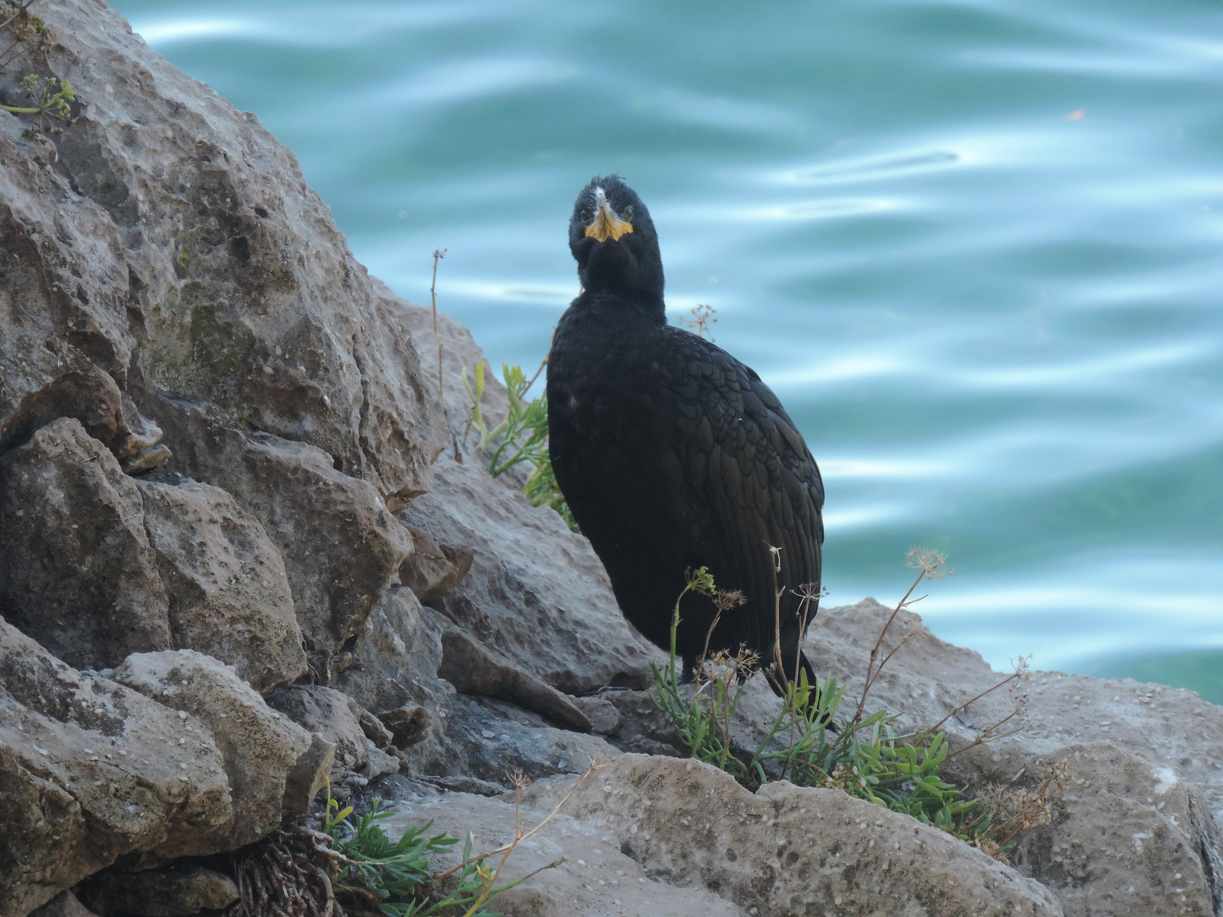 marangone dal ciuffo