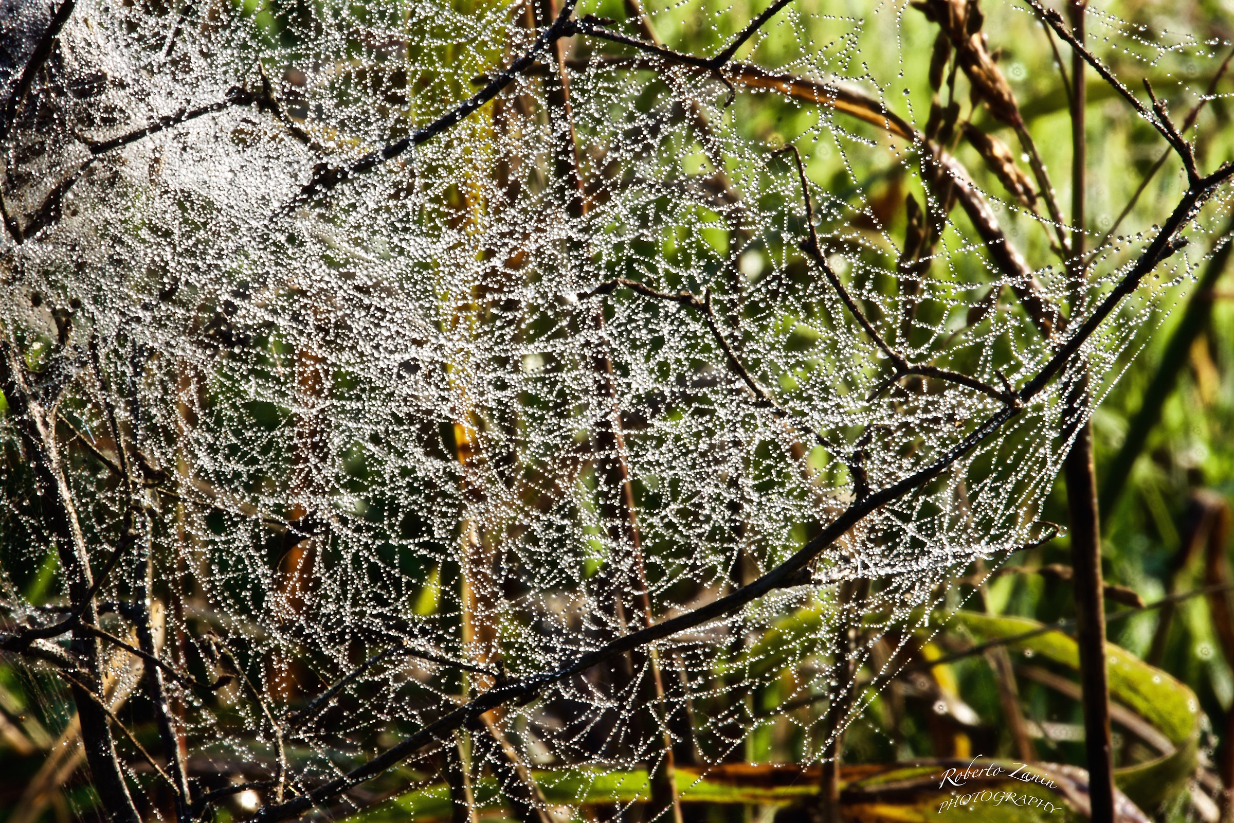 Frost on cobwebs country ...