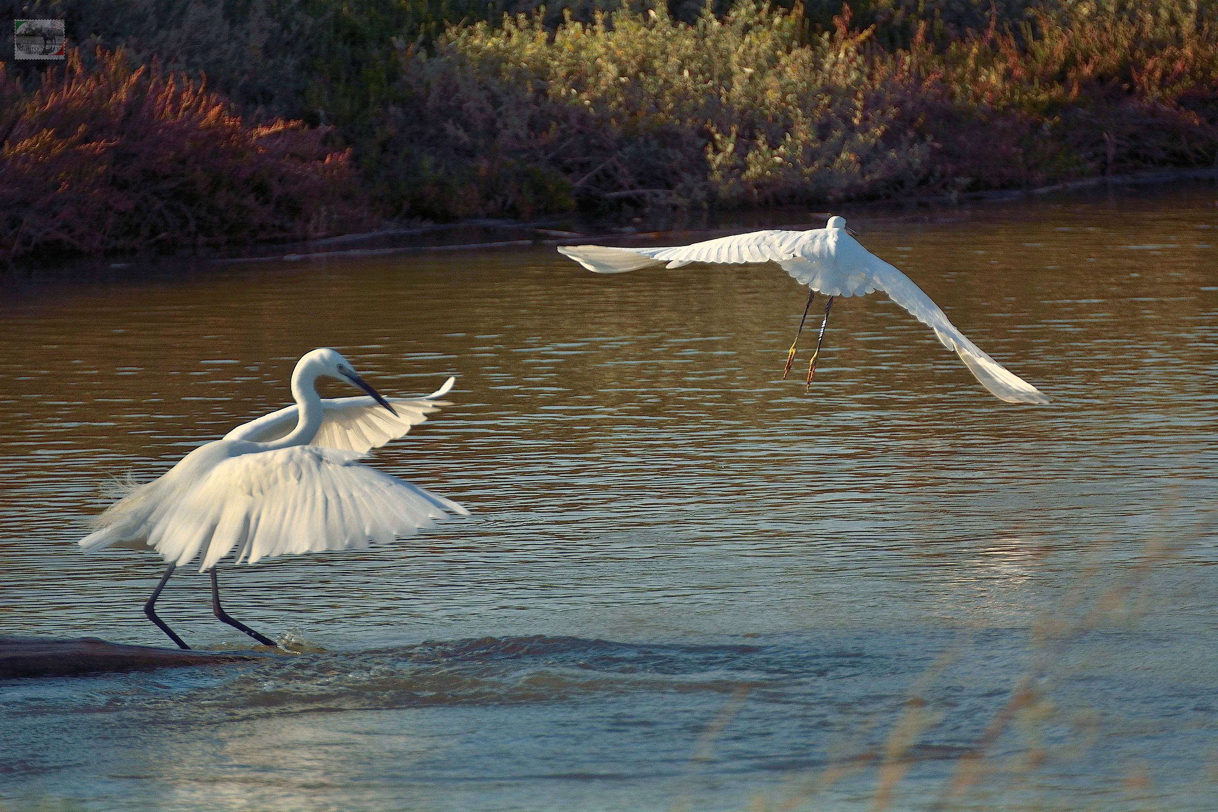 egrets