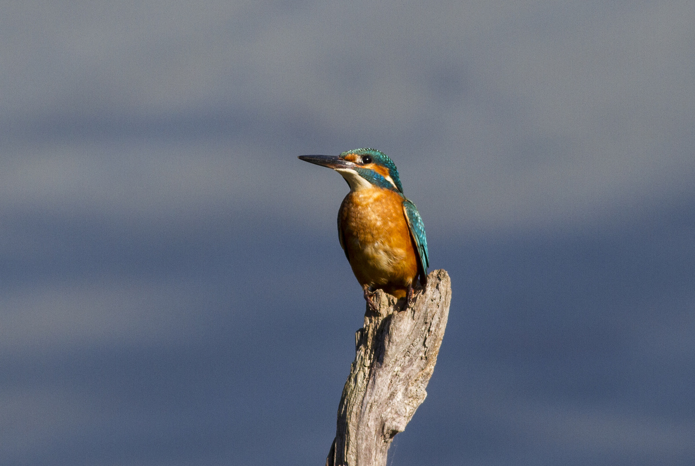 Kingfisher (Alcedo atthis)